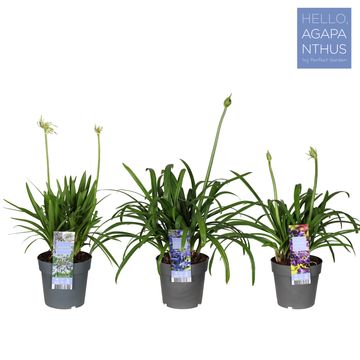 Agapanthus MIX