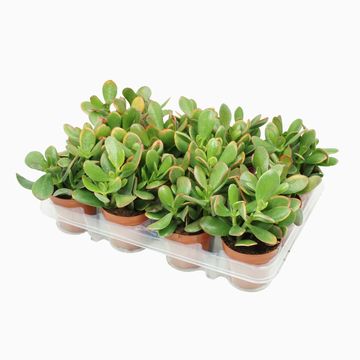 Crassula ovata 'Sunset'