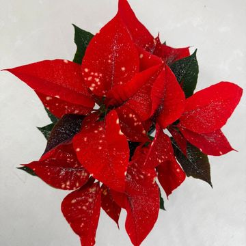 Euphorbia pulcherrima FANTASY STAR ORANGE