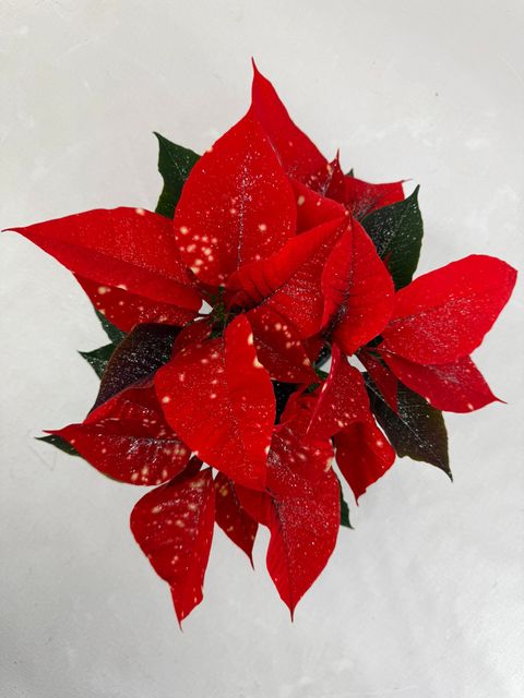 Euphorbia pulcherrima FANTASY STAR ORANGE
