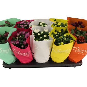 Chrysanthemum INDICUM MIX