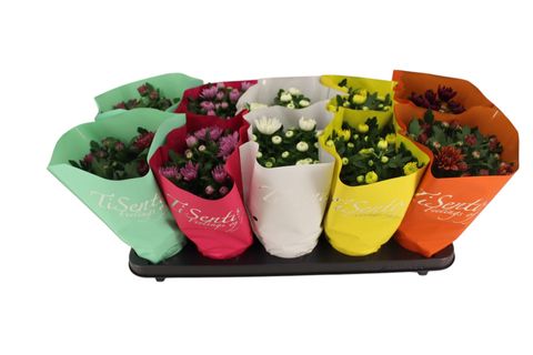 Chrysanthemum INDICUM MIX