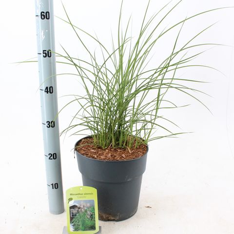 Miscanthus sinensis 'Graziella'