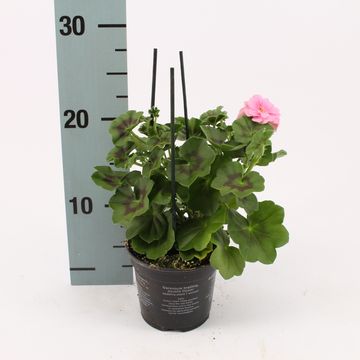Pelargonium ROYAL LIGHT PINK