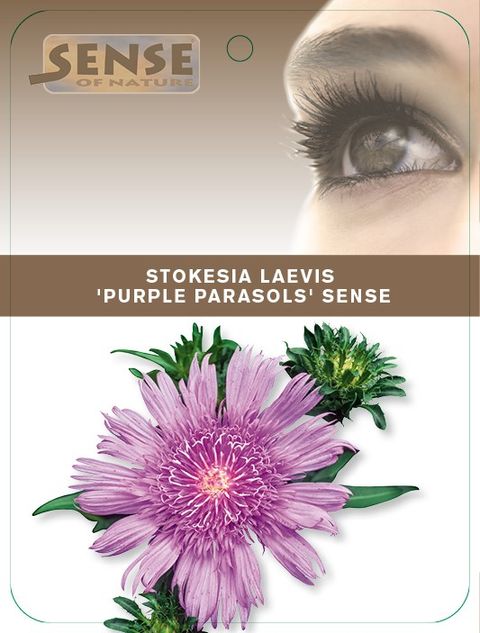 Stokesia laevis 'Purple Parasols'