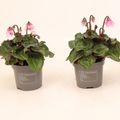 Cyclamen persicum SUPER SERIE PETTICOAT LIGHT WITH EYE