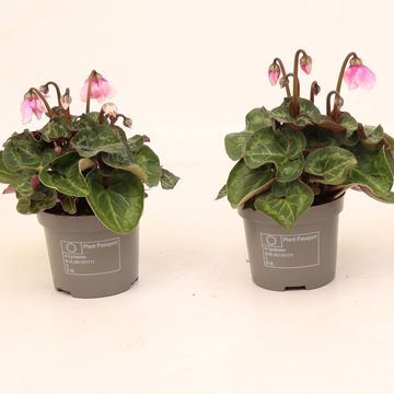 Cyclamen persicum SUPER SERIE PETTICOAT LIGHT WITH EYE