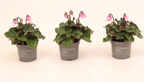 Cyclamen persicum SUPER SERIE PETTICOAT LIGHT WITH EYE