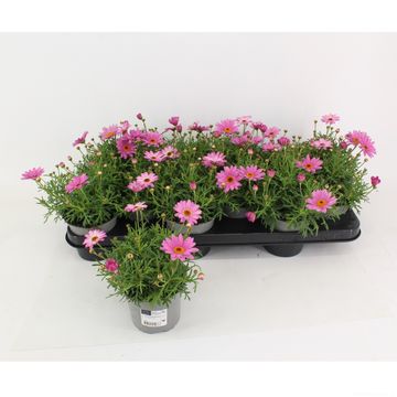 Argyranthemum frutescens CYMBALS LIGHT PINK