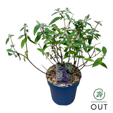 Buddleja davidii 'Empire Blue'