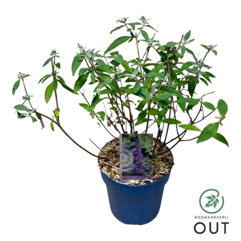 Buddleja davidii 'Empire Blue'
