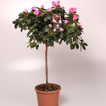 Rhododendron AZALEA MIX