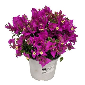 Bougainvillea glabra 'Sanderiana'