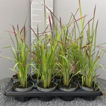 Imperata cylindrica 'Red Baron'
