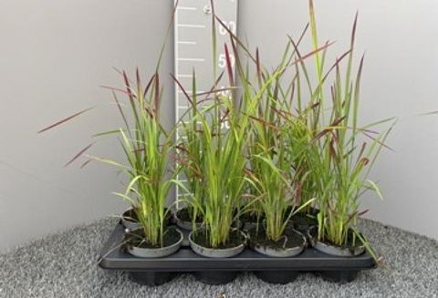 Imperata cylindrica 'Ред Барон'