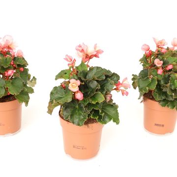 Begonia 'Glory Garden Pink Shades'