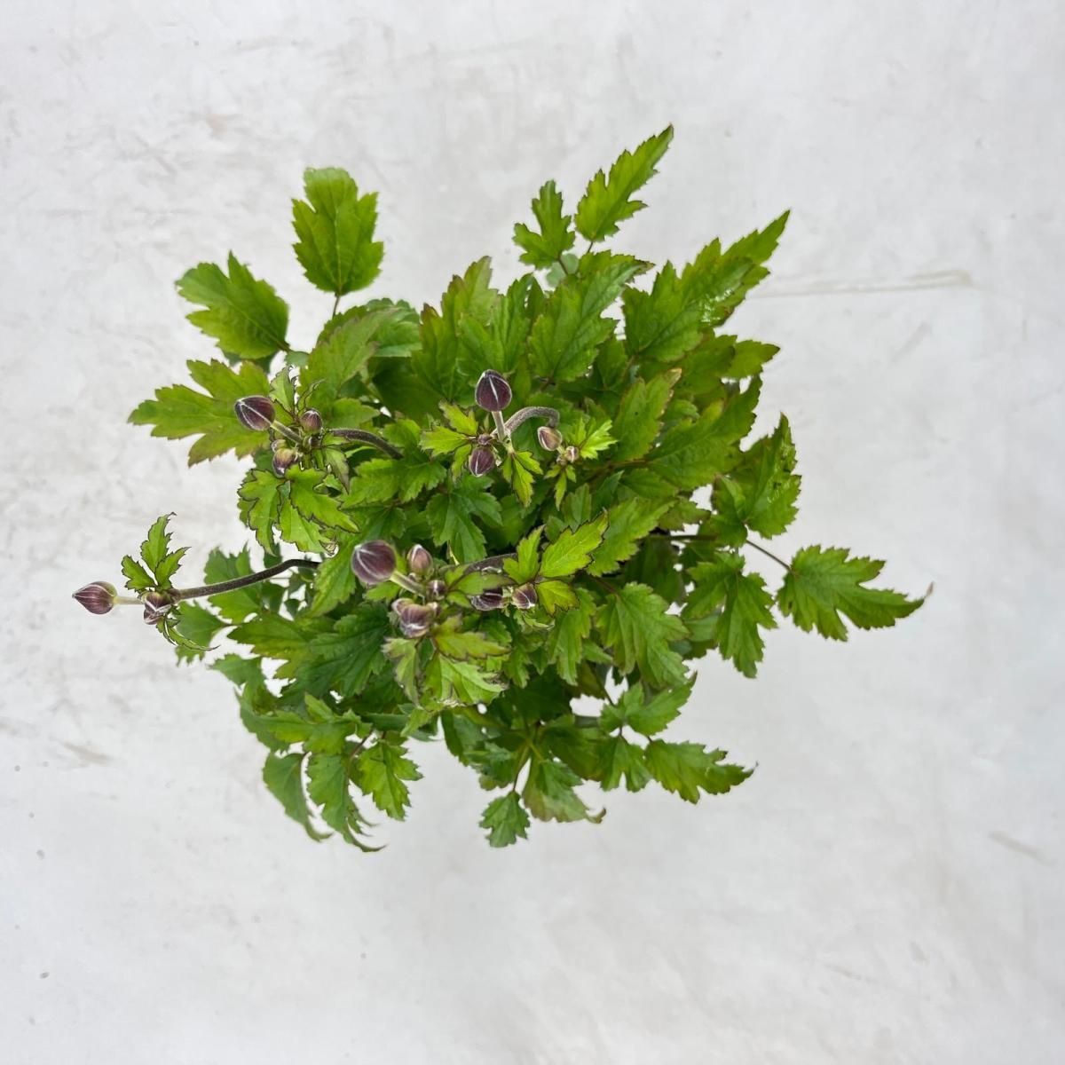 Anemone hupehensis EMMY DEEP ROSE — Plant Wholesale FlorAccess