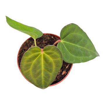 Anthurium Ace of Spades x Blue Papillilaminum