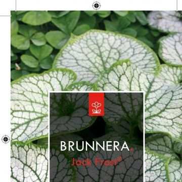 Brunnera macrophylla 'Jack Frost'