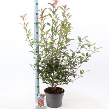 Photinia x fraseri CARRÉ ROUGE