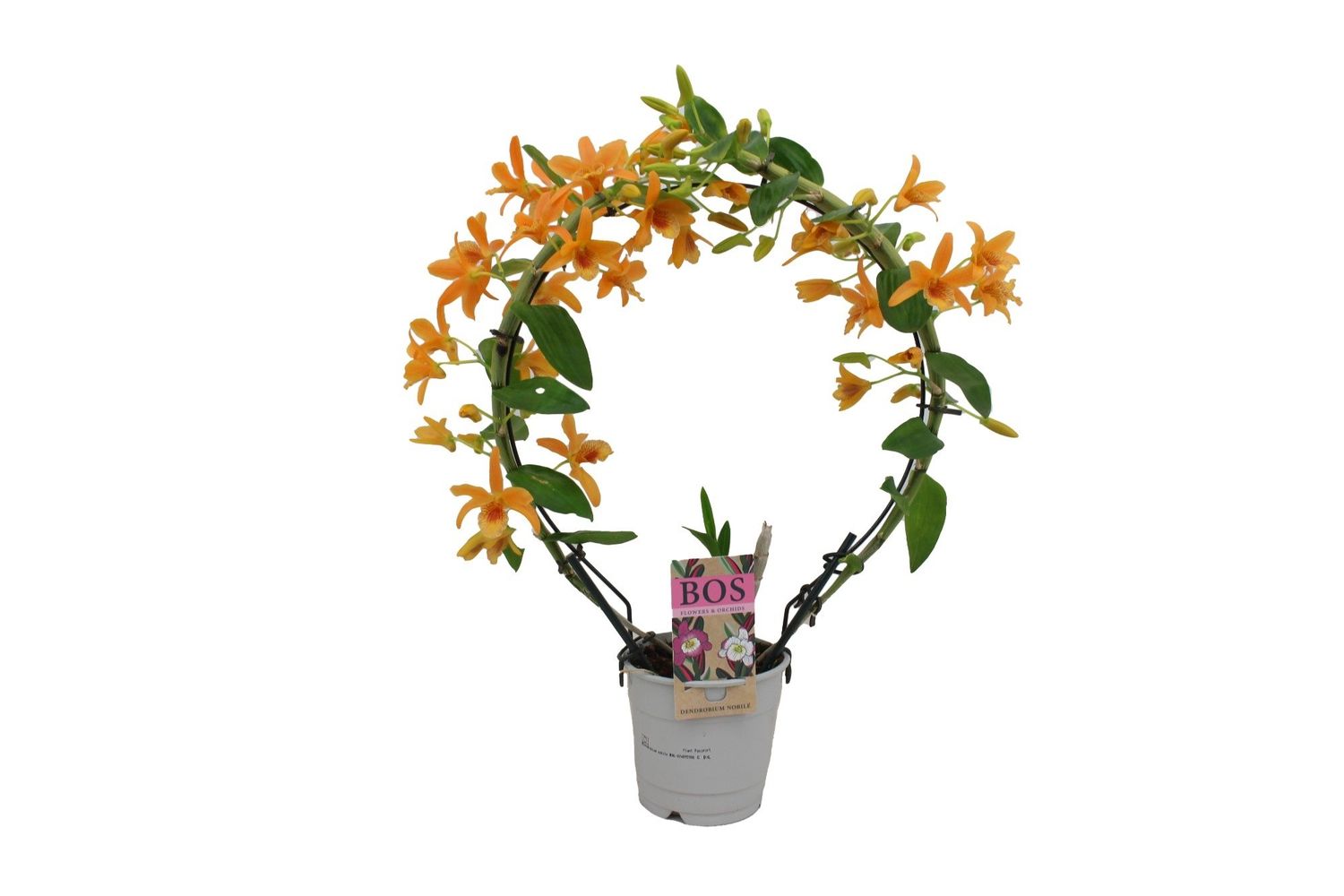 Dendrobium Nobile STAR CLASS FIREBIRD Plant Wholesale FlorAccess dendrobium-nobile-star-class-firebird-plant-wholesale-floraccess