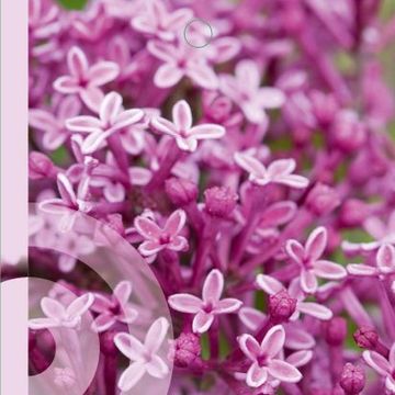 Syringa MIX