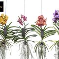 Vanda MIX