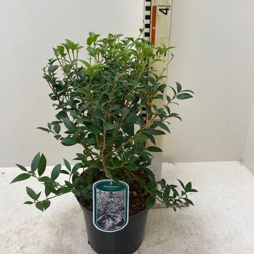 Osmanthus x burkwoodii