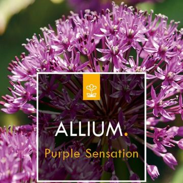 Allium aflatunense 'Purple Sensation'