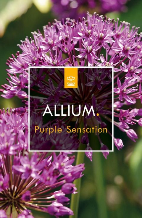 Allium aflatunense 'Purple Sensation'