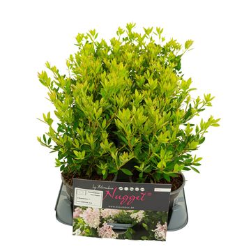 Rhododendron BLOOMBUX PINK