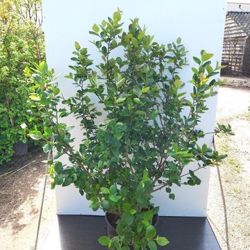 Aronia x prunifolia 'Viking'