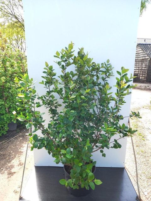 Aronia x prunifolia 'Viking'