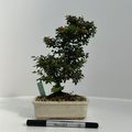 Cotoneaster horizontalis