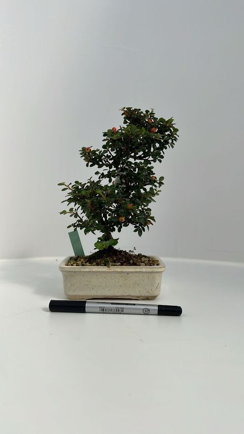 Cotoneaster horizontalis