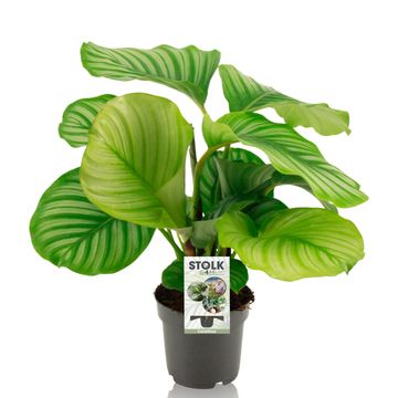 Calathea orbifolia