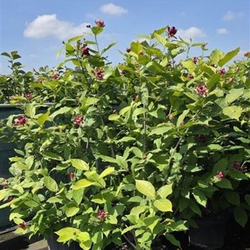 Calycanthus x raulstonii 'Aphrodite'