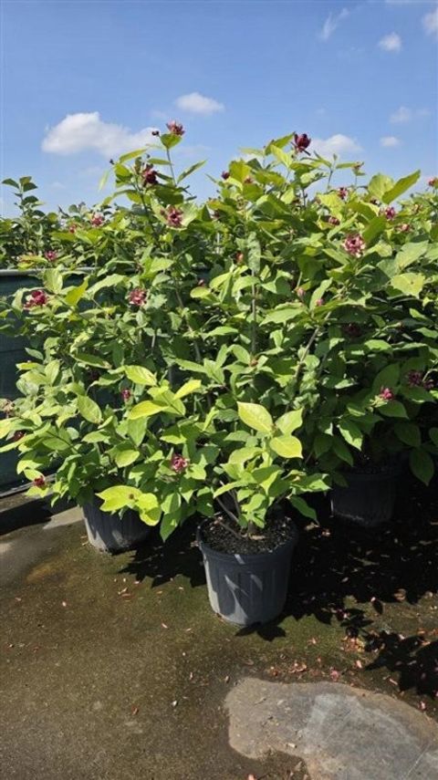 Calycanthus x raulstonii 'Aphrodite'