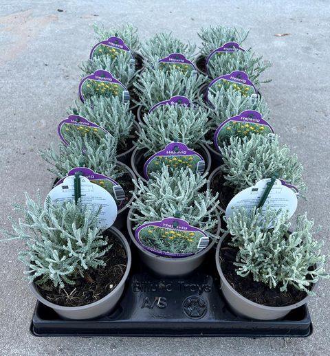 Santolina chamaecyparissus