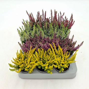Calluna vulgaris BEAUTY LADIES MIX