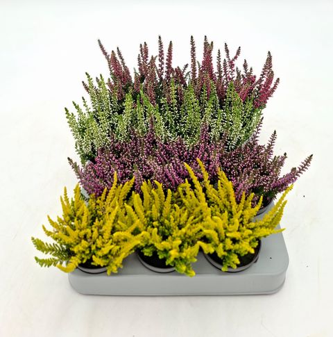 Calluna vulgaris BEAUTY LADIES MIX