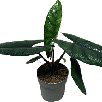 Alocasia scalprum