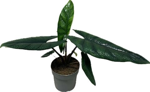 Alocasia scalprum