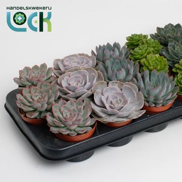 Echeveria MIX