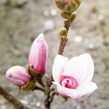 Magnolia denudata FRAGRANT CLOUD