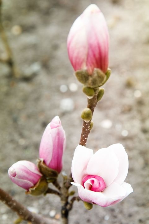 Magnolia denudata FRAGRANT CLOUD