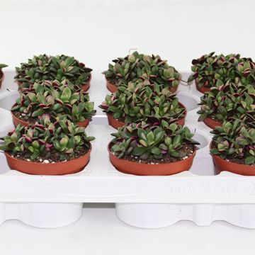 Anacampseros rufescens 'Sunrise'