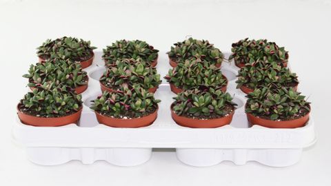 Anacampseros rufescens 'Sunrise'