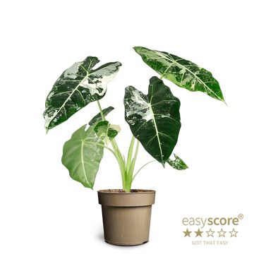 Alocasia micholitziana 'Frydek Variegata'