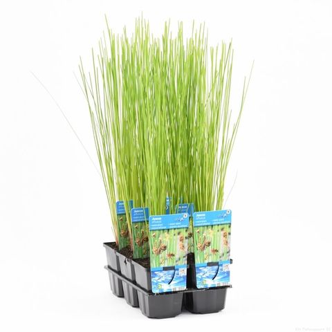 Juncus effusus — Plant Wholesale FlorAccess